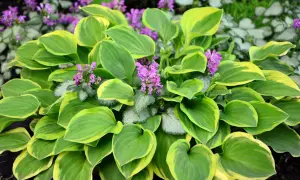 Ein Hosta mit gelbgrünen Blättern und kleinen violetten Blüten. Ein schöner funkien standort im Garten.
