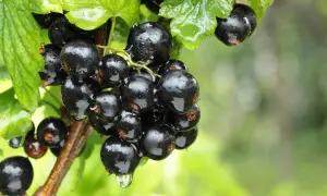 Glänzende, nasse schwarze Johannisbeeren hängen an einem Ast, umgeben von grünen Blättern. Ein Tropfen Wasser fällt von einer Beere.