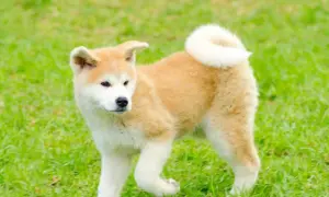 Akita Inu: Ile kosztuje szczeniak i utrzymanie? Sprawdź!