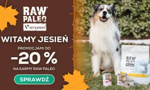 Gdzie kupić leki dla psa? Odkryj najlepsze miejsca i oferty
