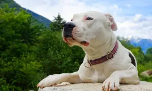 Un adorable dogo argentino bebe, con su collar morado, descansa sobre una roca, contemplando el paisaje montañoso.