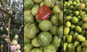 Gdzie kupić dobre oliwki? Odkryj najlepsze miejsca na zakupy