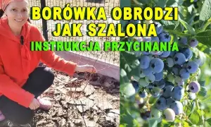 Kiedy i jak przycinać borówkę amerykańską, aby uniknąć błędów w pielęgnacji