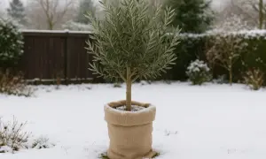 Ein kleiner Olivenbaum im Topf, geschützt mit Jute, trotzt dem winterlichen Garten. Schnee bedeckt den Boden und die umliegenden Büsche.
