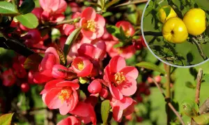 Jak kwitnie pigwa? Odkryj piękno jej kwiatów i zapach w maju