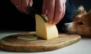 Czy pies może jeść ser camembert? Bezpieczne porady dla właścicieli psów