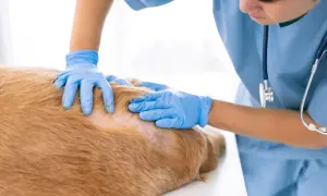 Ile kosztują testy alergiczne dla psa? Sprawdź ceny i metody!