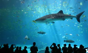 Oceanarium Ustka – Fascynujące gatunki ryb i niezapomniane wrażenia