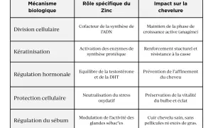 Tableau détaillant le rôle du zinc dans la santé des cheveux : division cellulaire, kératinisation, régulation hormonale, protection cellulaire et sébum.