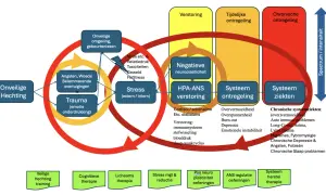 Onveilige hechting leidt tot stress, negatieve neuroplasticiteit en ontregeling, wat kan escaleren tot chronische systeemziekten. Leven met intensiteit vereist herstel.