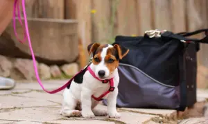 Uroczy szczeniak Jack Russell Terrier w różowych szelkach i na smyczy, gotowy na spacer. Decyzja: szelki czy obroża dla szczeniaka?