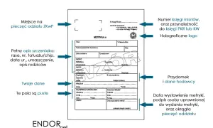 Rodowód psa: Jak wyrobić? Przewodnik krok po kroku (ZKwP)