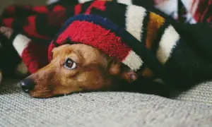 Ein Dackel kuschelt sich unter einer bunten Decke. Warum schlafen Hunde unter der Decke? Sie suchen Wärme und Geborgenheit, wie dieser süße Hund.