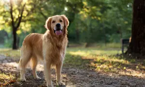 Złocisty retriever stoi w parku, ciesząc się słońcem.