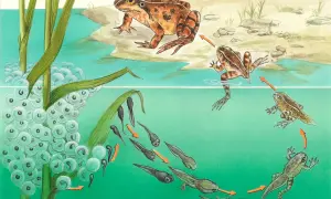 Der Lebenszyklus eines Frosches: Laich, Kaulquappen und erwachsene Tiere zeigen die faszinierende **Fortpflanzung Reptilien**-ähnlicher Amphibien.