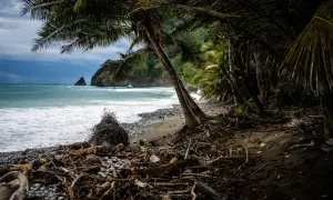 Orilla de playa tropical con palmeras, troncos y rocas. El mar turquesa choca contra la costa, evocando la belleza de las maderas tropicales y sus nombres.