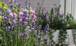 Vackra sensommarblommor i kruka, med lila lavendel i förgrunden och rosa blommor bakom. En doftande syn som sprider lugn.