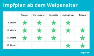 Impfplan für Welpen: Grüne Sterne zeigen, wann Impfungen gegen Staupe, Parvovirose, Hepatitis, Leptospirose und Tollwut empfohlen werden.