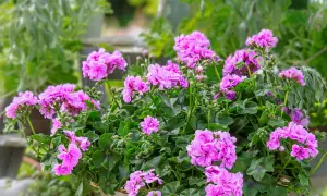 Kwitnące pelargonie bluszczolistne w donicy, tworzące bujne kępy różowych kwiatów. Sadzonki pelargonii bluszczolistnej pięknie ozdabiają taras.