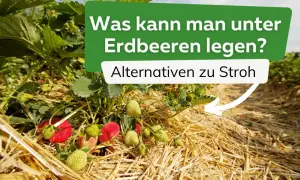 Reife und grüne Erdbeeren wachsen auf einem Feld, das mit Stroh bedeckt ist. Text fragt: "Was kann man unter Erdbeeren legen? Alternativen zu Stroh.