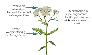 Schafgarbe mit feingefiederten Blättern und weißen bis rosafarbenen Blütenkörbchen. Die achillea millefolium wirkung ist vielfältig.
