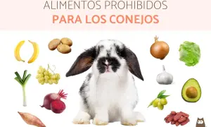Un conejo adorable rodeado de alimentos que no pueden comer los conejos: plátanos, patatas, cebolla, ajo, aguacate, lechuga, puerro, remolacha, uvas, aceitunas y dátiles.