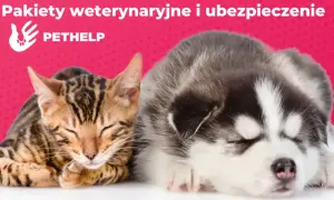 Kiedy z kotem do weterynarza? Kluczowe informacje dla właścicieli