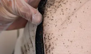 Gloved hand points to a mattress seam with dark stains and visible bed bugs.
