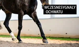 Czarne nogi konia w ruchu na piasku. Napis "Wczesne sygnały ochwatu" sugeruje problem zdrowotny.