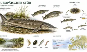 Europäischer Stör im Lebensraum Mosel. Die Grafik zeigt den Lebenszyklus, Nahrung und Wanderung dieser Fische.