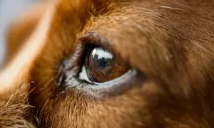 Close-up of a dog's brown eye, reflecting buildings. A bit of discharge near the eye might explain why does my dog have eye boogers all of a sudden.