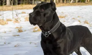 Czarny pies rasy Cane Corso w zimowym krajobrazie. Zastanawiasz się, ile kosztuje Cane Corso?