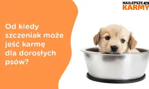 Czy szczeniak może jeść karmę dla dorosłych psów? Konsekwencje i zalecenia