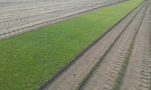 Pole z równo przyciętą trawą, obok przygotowana ziemia z widocznymi śladami po maszynach, sugerującymi wertykulację i aerację.