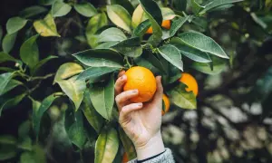 Hand pflückt eine reife Orange von einem Baum. Die Blätter sind grün und saftig, ein Zeichen für gute Orangensbaum Pflege.