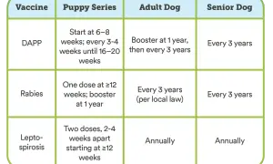 Chart shows how often dogs need shots: DAPP every 3 years for adults/seniors, Rabies every 3 years, Leptospirosis annually.
