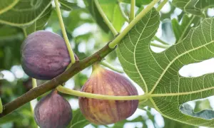 Reife Feigen hängen an einem Ast. Der richtige Zeitpunkt für den Feigenbaum schneiden ist bald.