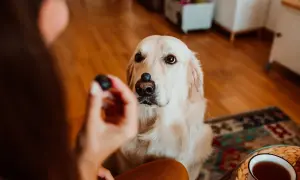 Złoty retriever z borówką na nosie czeka na smakołyk. Czy psy mogą jeść borówki? Tak, w małych ilościach są bezpieczne.