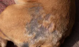 Hautveränderungen bei einem Welpen, möglicherweise durch Milben verursacht. Die braune Fellfarbe ist an einigen Stellen durch dunklere, kahle Flecken unterbrochen.