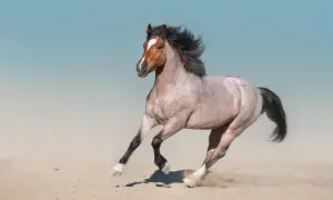 Piękny koń o rzadkiej maści, z grzywą rozwianą na wietrze, galopuje po piaszczystej plaży.