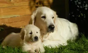 Jak długo rośnie golden retriever? Odkryj kluczowe etapy wzrostu