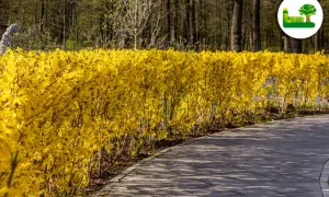 Eine leuchtend gelbe Forsythie als Hecke säumt einen geschwungenen Weg im Park.