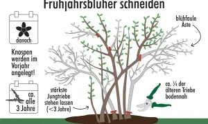 Anleitung zum **deutzie schneiden**: Knospen werden im Vorjahr angelegt. Blühfaule Äste entfernen, ca. ¼ ältere Triebe bodennah schneiden. Stärkste Jungtriebe stehen lassen.