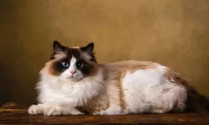 Piękny kot rasy Ragdoll z niebieskimi oczami leży na drewnianej desce. Widać, że kot gubi sierść, która tworzy puszyste kłęby.