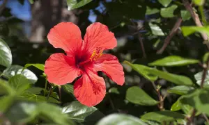 Eine leuchtend rote Hibiskusblüte, umgeben von grünen Blättern. Die Hibiskus Vermehrung ist verboten, aber die Schönheit bleibt.