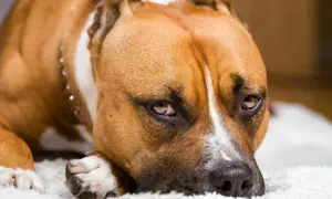 Brązowy pies rasy amstaff, z charakterystycznym białym znaczeniem na pysku, leży spokojnie. Różnice między pitbull a amstaff bywają subtelne.
