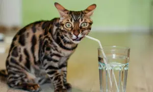 Gato bengalí con pajita en la boca, bebiendo de un vaso. ¡Parece que mi gato no bebe agua de otra forma!