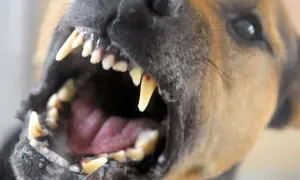 Ein Hund fletscht seine Zähne. Das Fletschen zeigt seine scharfen Reißzähne und warnt vor Aggression.