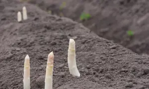 Białe szparagi wychylają się z ziemi, pokazując, jak rosną białe szparagi.
