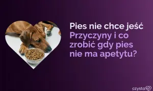 Smutny pies obok miski z jedzeniem. Dowiedz się o domowych sposobach na brak apetytu u psa i jego przyczynach.